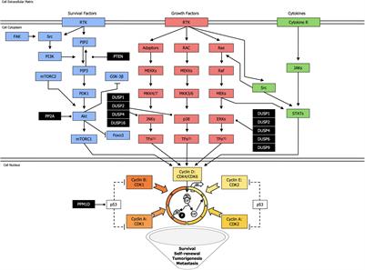 Targeting Phosphatases and Kinases: How to Checkmate Cancer